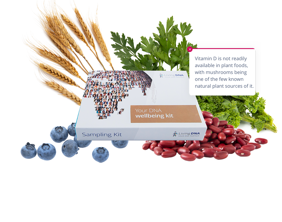 Food Metabolism