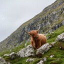 Can you find out if you have Scottish ancestry?
